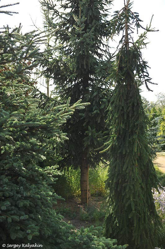 Справа ель обыкновенная ‘Pendula Major’