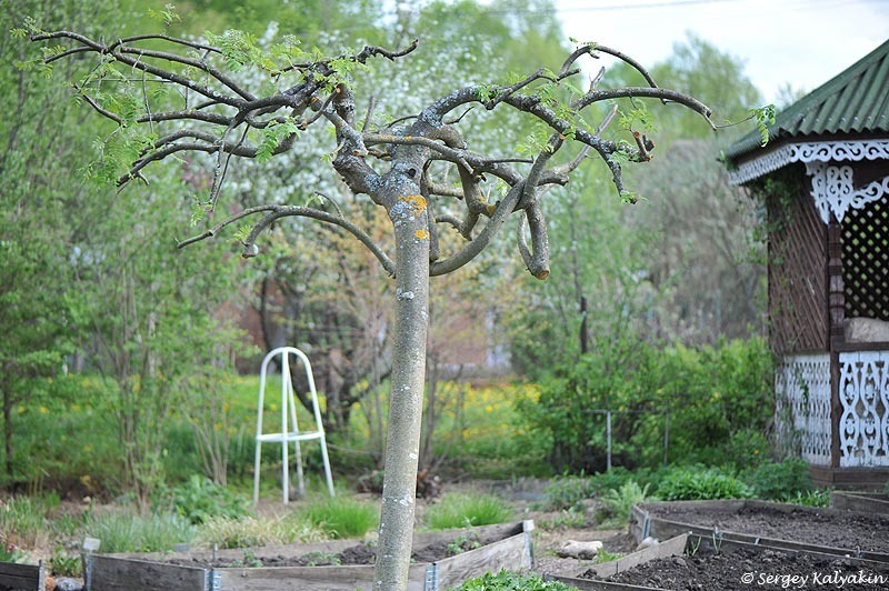 Рябина обыкновенная Pendula после радикальной обрезки