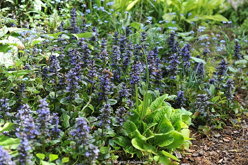 1. Живучка ползучая