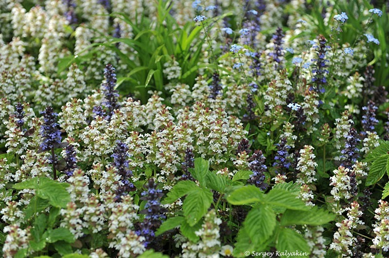 2. Живучка ползучая Alba