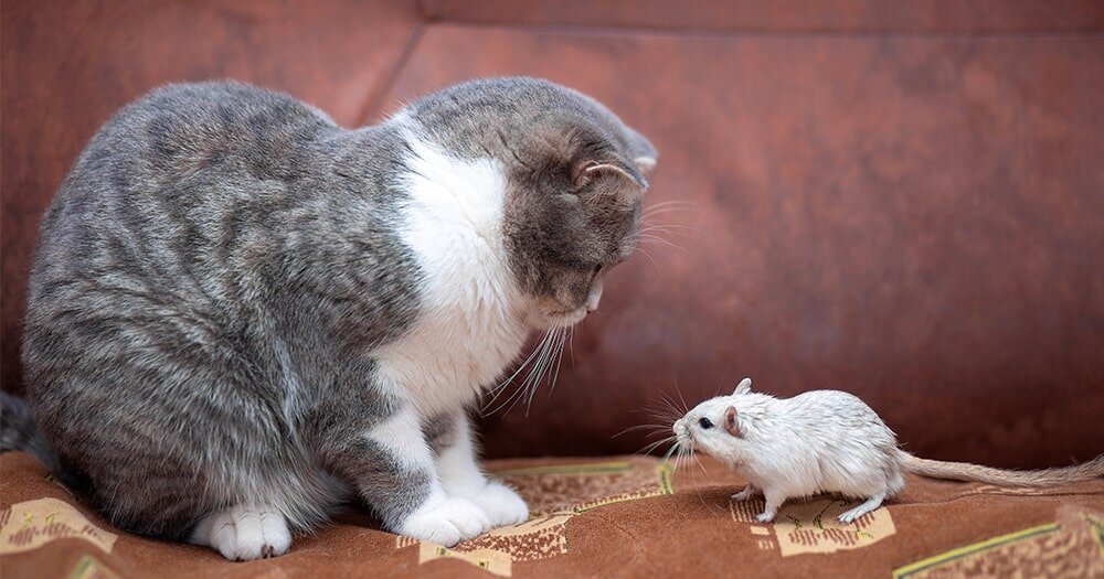 Борьба с мышами без химии: экологичные способы для дома и огорода