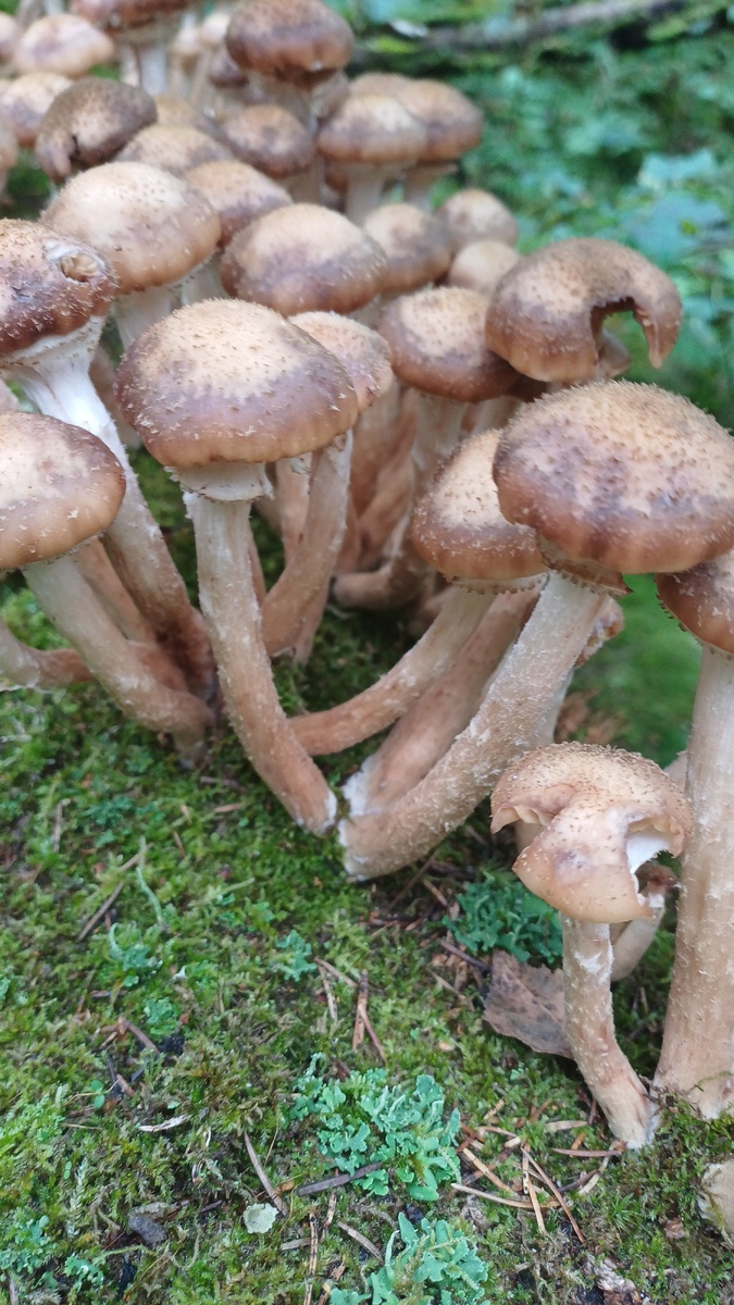 Автор Татьяна Федотова. Летние опята