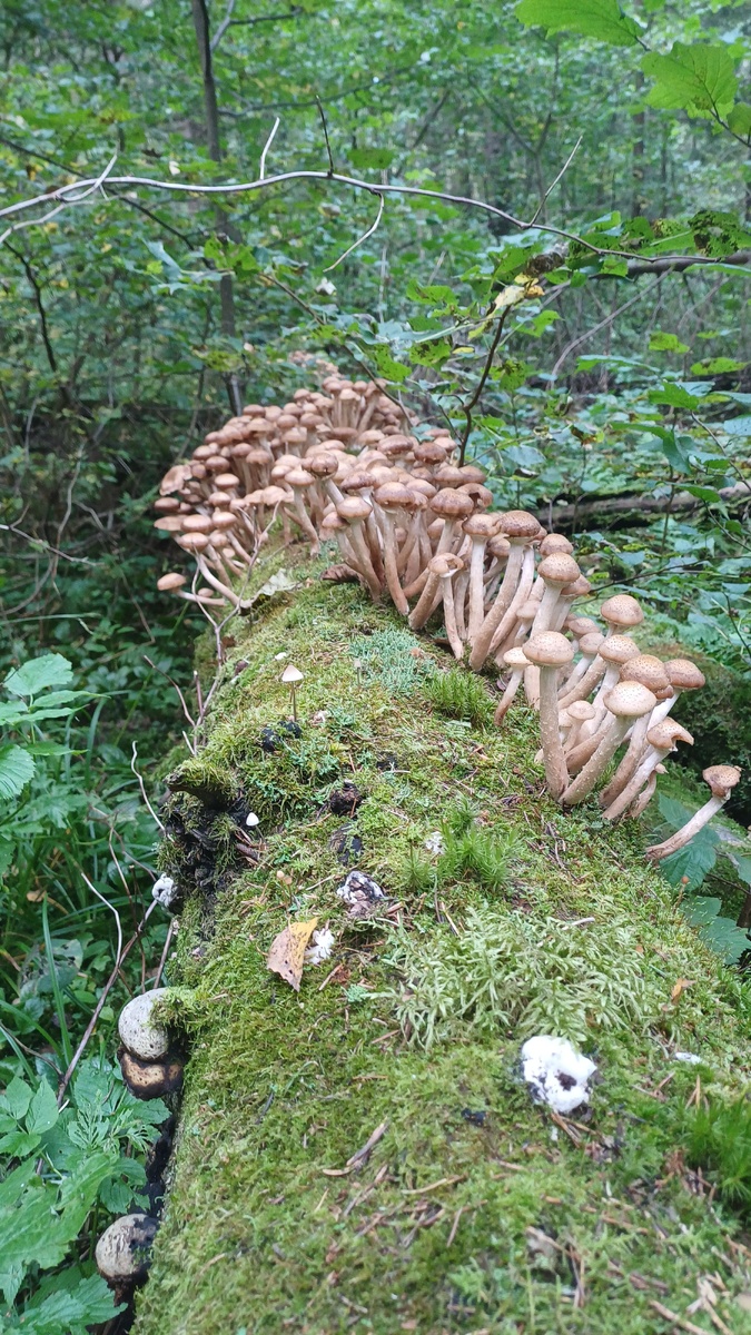 Автор - Татьяна Федотова. Опята на павшем дереве.