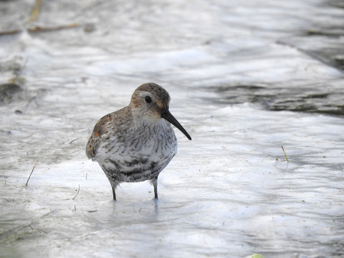 Чернозобик, фото автора