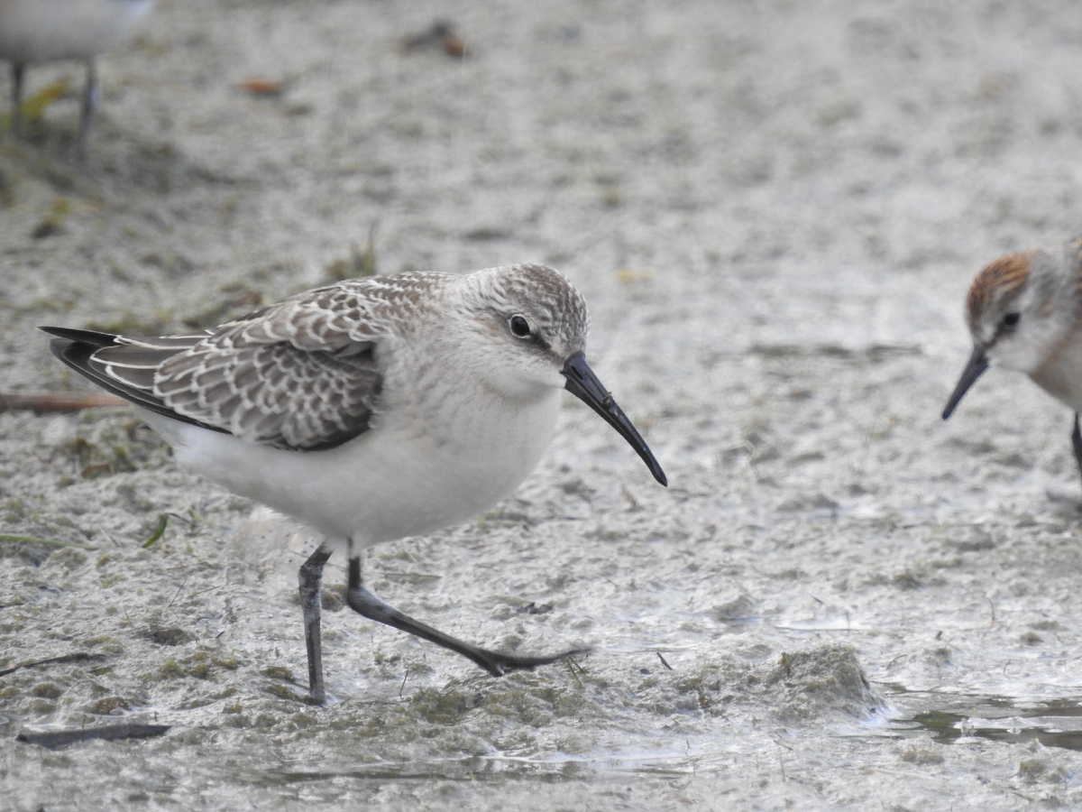 Краснозобик, фото автора