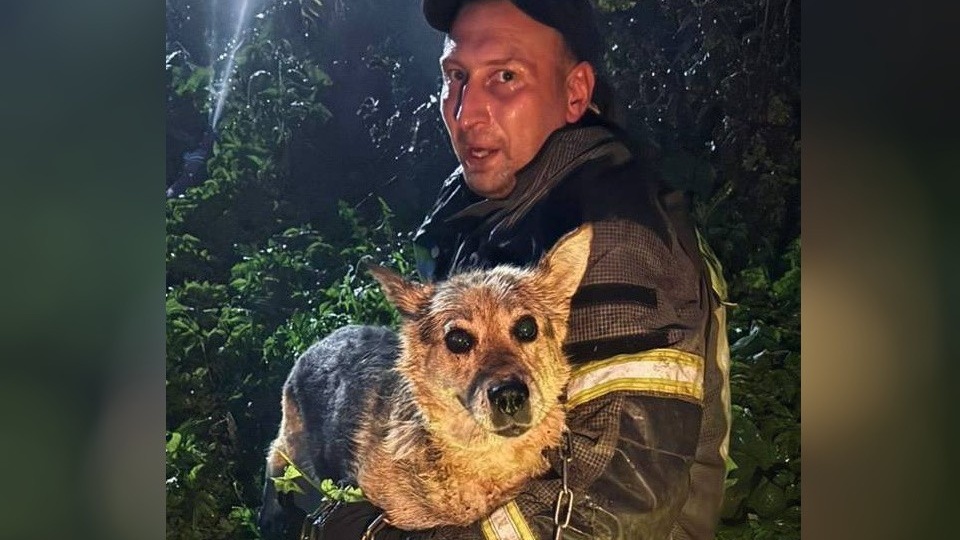 В Волоколамском округе пожарные спасли двух собак из горящей постройки