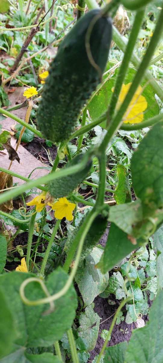 Огурцы начали особенно хорошо расти в августе. Нужны только уличные сорта. Тепличных не будет.