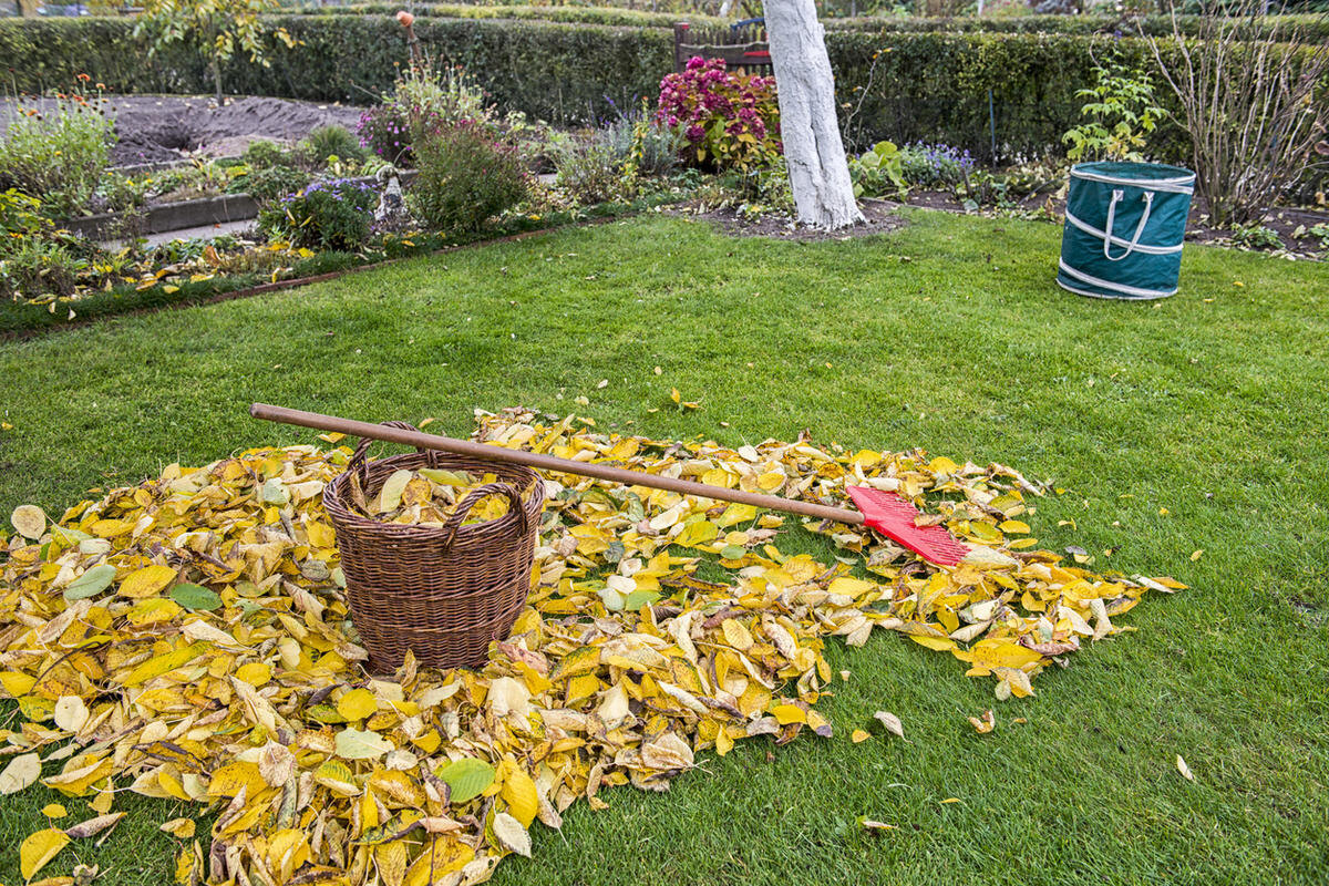 Привет, дорогие садоводы!
Знаете ли вы, что опавшая листва — это не просто мусор, а настоящий кладезь полезных веществ? Давайте разберемся, как правильно обращаться с природным богатством!

Почему стоит убирать листву?
Важные причины:

Защита от вредителей: многие насекомые зимуют в опавших листьях

Профилактика болезней: грибковые заболевания любят влажную среду

Эстетика участка: чистый сад — приятное глазу зрелище

Улучшение воздухообмена: почва дышит свободнее

Что будет, если не убирать?
Возможные последствия:

Заболачивание почвы: листья создают непроницаемый слой

Выпревание растений: особенно опасно для многолетников

Распространение болезней: споры грибов находят идеальную среду

Затенение почвы: мешает весенним всходам

Народные мудрости
Проверенные временем советы:

Листовой компост: собираем здоровую листву для будущего удобрения

Мульча: используем измельченные листья для защиты корней

Теплые грядки: чередуем слои листвы с другими органическими материалами

Защита растений: укрываем корневища многолетников слоем листвы

Как правильно убирать?
Практические рекомендации:

Сортировка: больные листья сжигаем, здоровые компостируем

Время уборки: не торопимся, даем почве получить пользу

Методы сбора: грабли, пылесосы, специальные инструменты

Способы утилизации: компост, мульча, топливо для печи

Креативные идеи использования
Интересные решения:

Грядки-ловушки: создаем места для сбора листвы

Декоративные элементы: оформляем клумбы с использованием листвы

Теплые укрытия: защищаем растения от морозов

Эко-игрушки: делаем поделки с детьми из опавших листьев

Заключение
Помните: уборка листвы — это не просто обязанность, а возможность создать что-то полезное! Главное — найти баланс между чистотой участка и сохранением природного богатства.

А как вы относитесь к опавшей листве? Делитесь своими секретами в комментариях! 🍁

#опад #листва #садоводство #огород #народныесоветы

P.S. Каждая опавшая листва — это частичка будущего плодородия вашего сада! 🌱