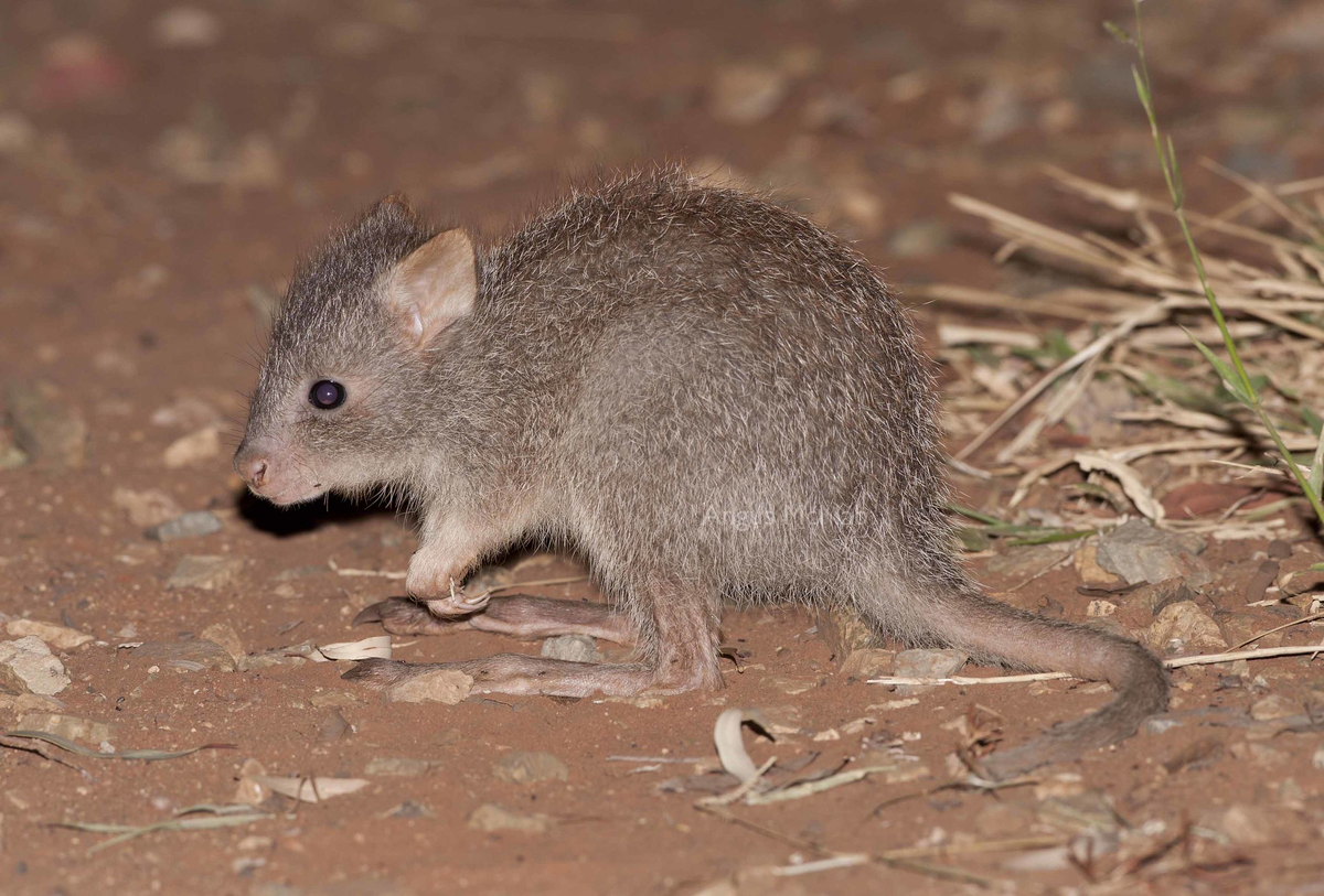 Кенгуровая крыса https://live.staticflickr.com/