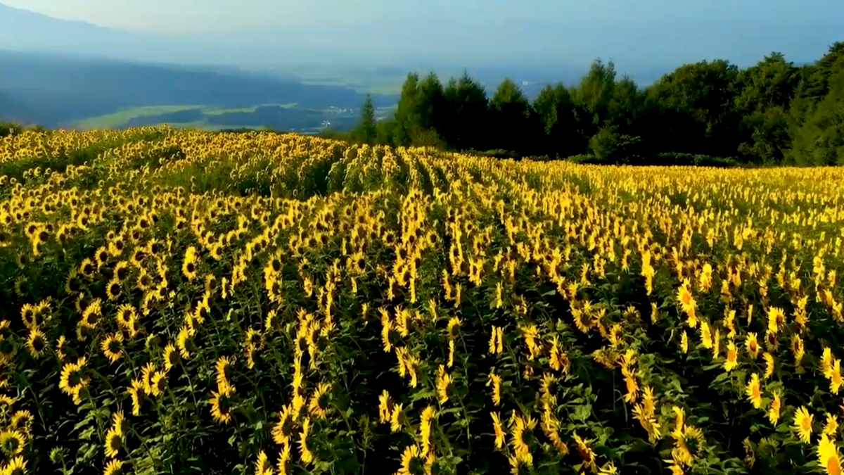 Автор: В. Панченко