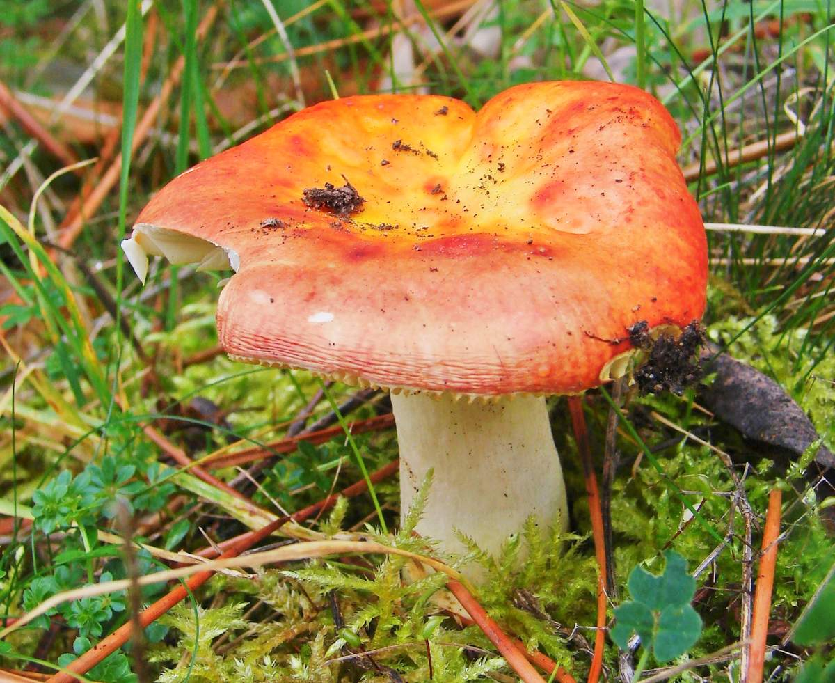 Фото взято из открытого источника сети Интернет steamcommunity.com