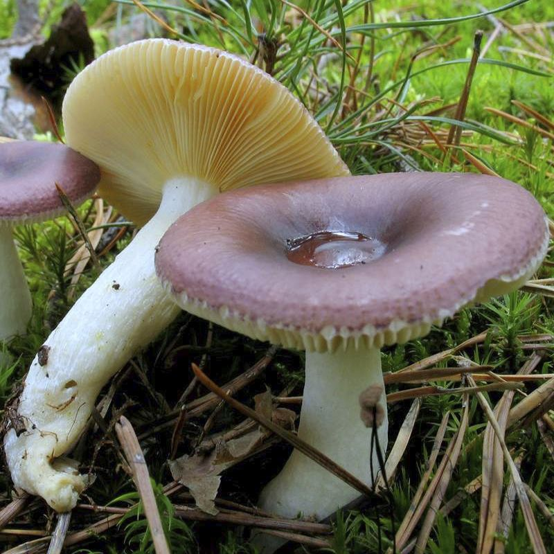 Фото взято из открытого источника сети Интернет semena.cc