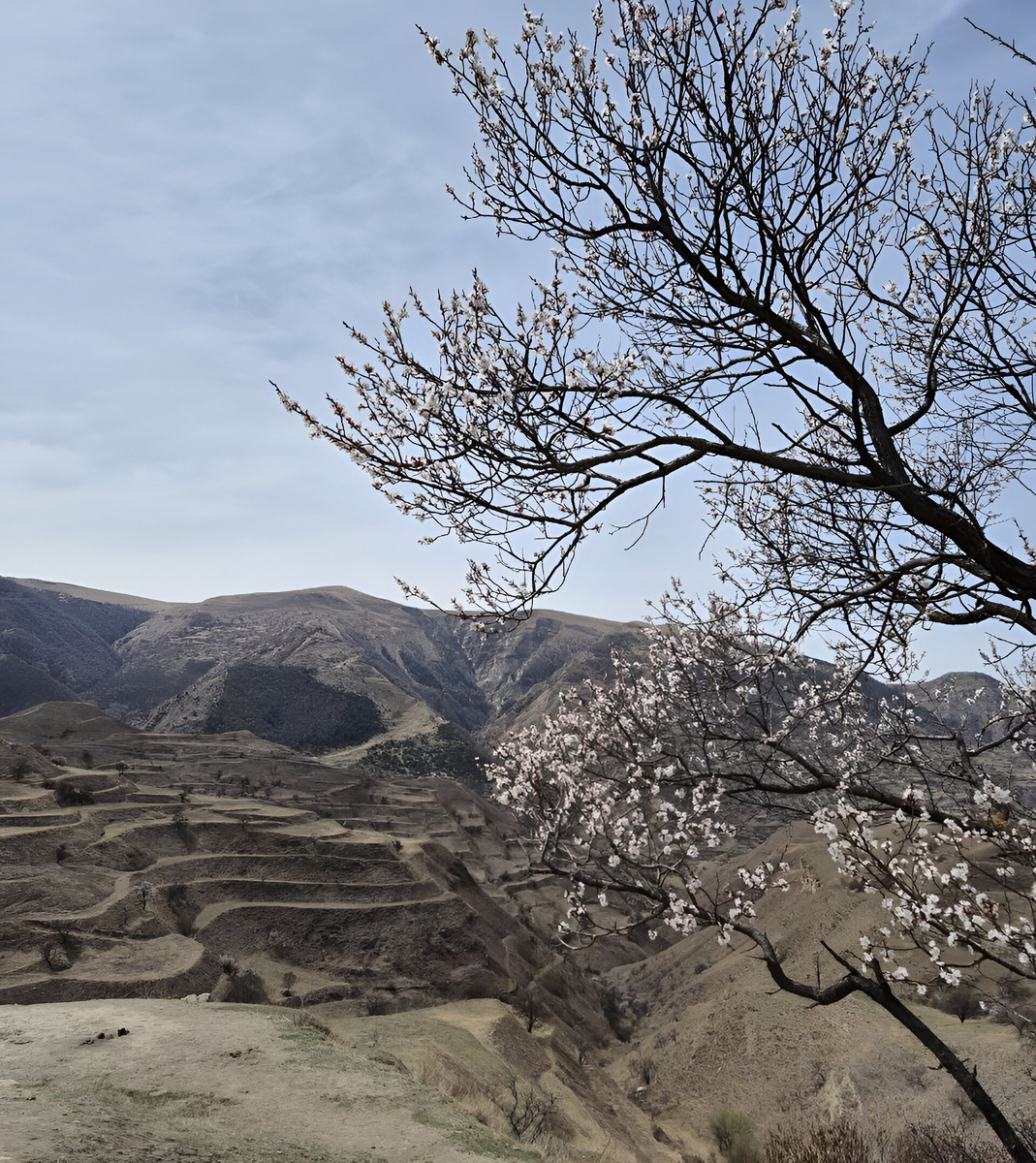 Ранней весной террасы выглядят не столь впечатляюще, зато в Чохе цветут плодовые деревья. Фото: Елена Титок