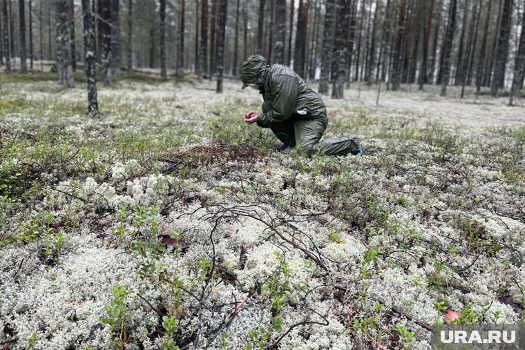  В ХМАО начались продажи самой полезной в мире ягоды  📷

