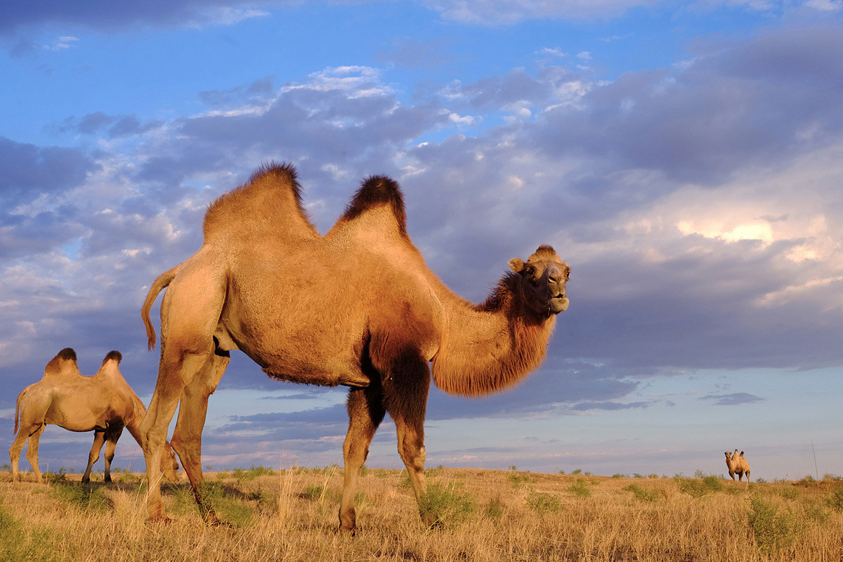 Ссылка: https://avatars.dzeninfra.ru/get-zen_doc/9662441/pub_6471e8056dc2277b0cdcfff6_6471e98dc819855a44f7ed4d/scale_1200