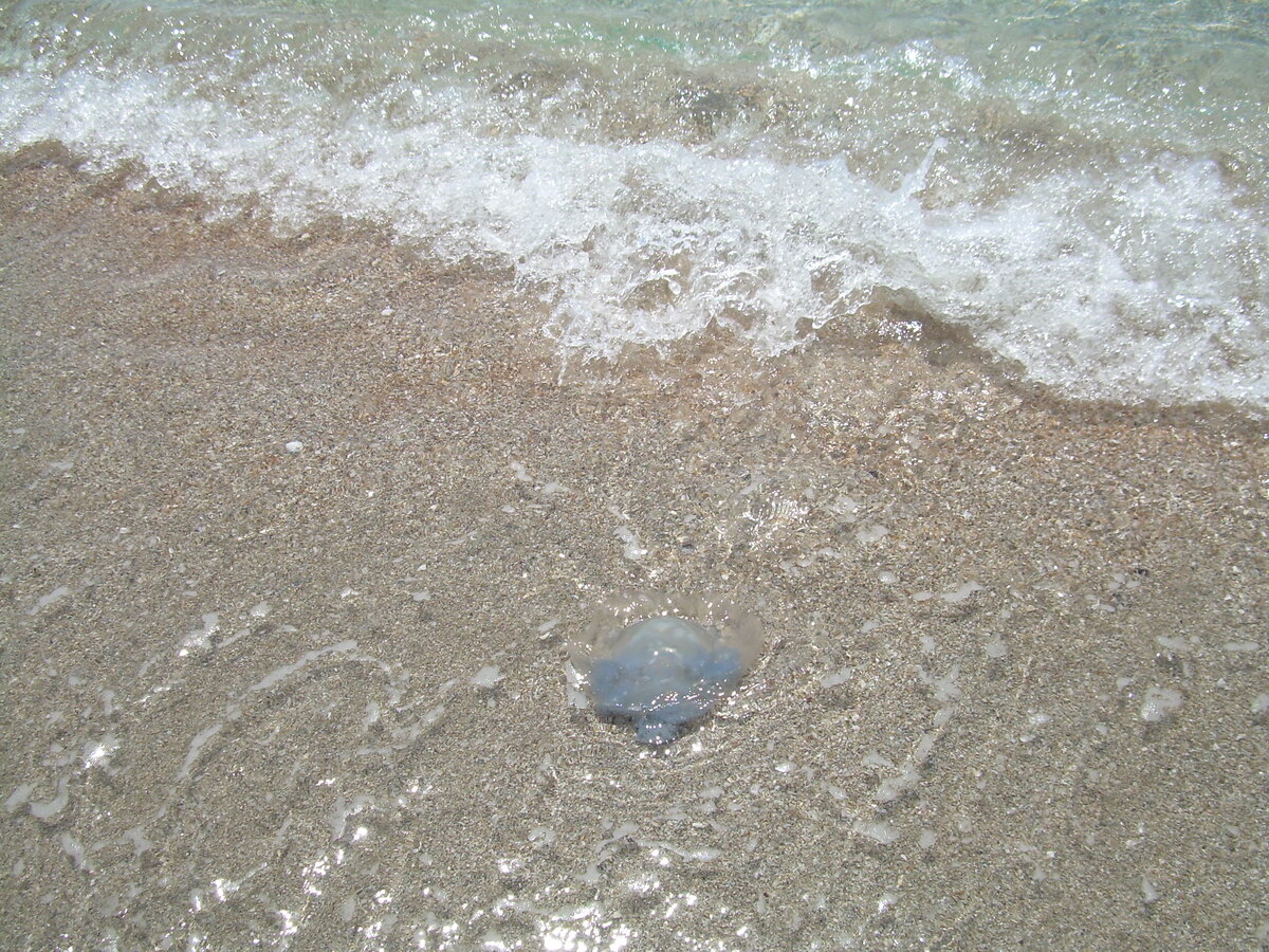 Медуза в Черном море