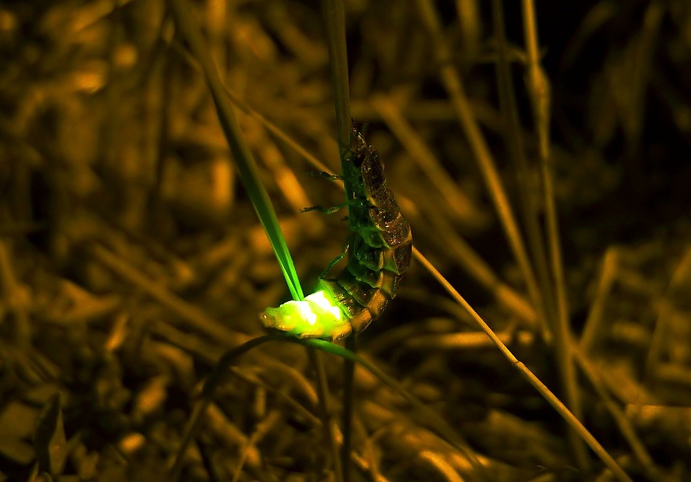 Фотография взята из открытых источников