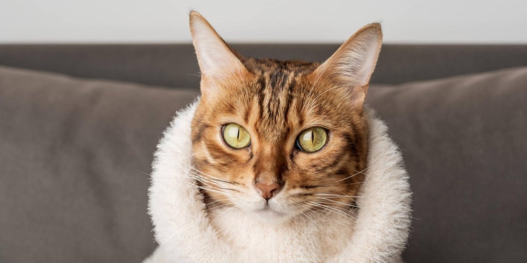 Дыхание осени: чувствуют ли кошки холод