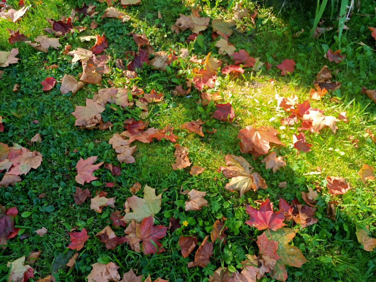 Первые сентябрьские листопады...