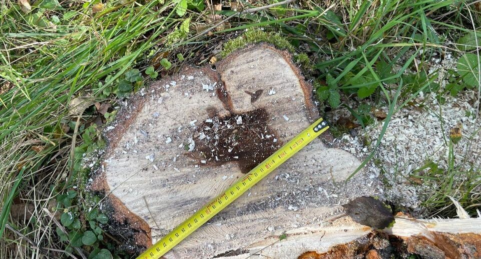    Комитет лесного хозяйства Московской области