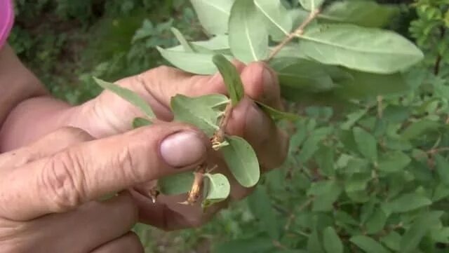 Черенки жимолости