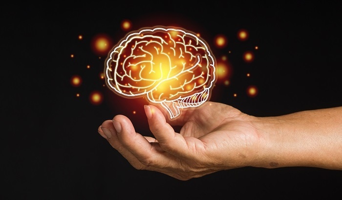    Ученые доказали: мозг способен работать на жирах, а не только на глюкозе