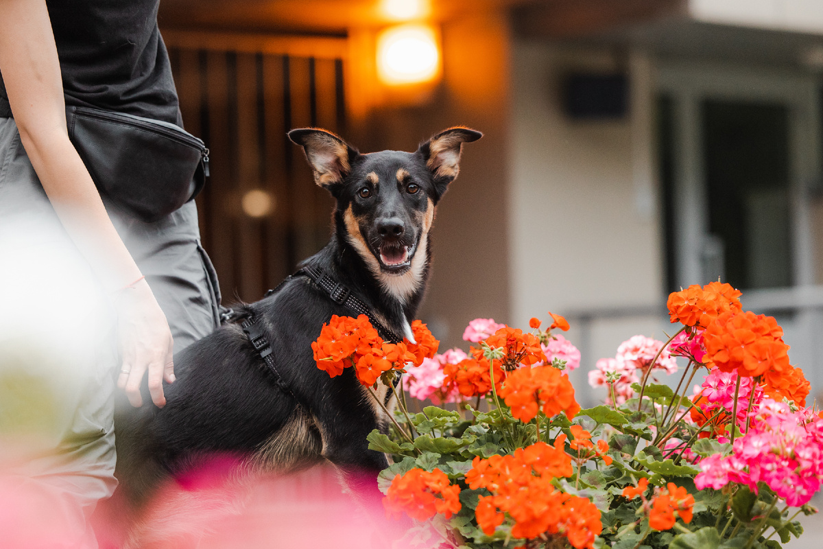 Киви ищет любящую семью