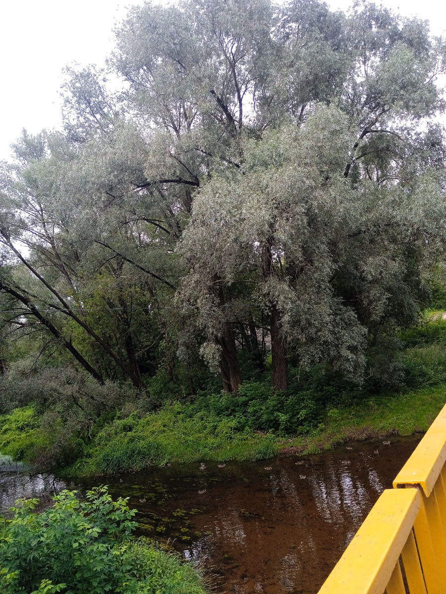 Мостик. Речка. 