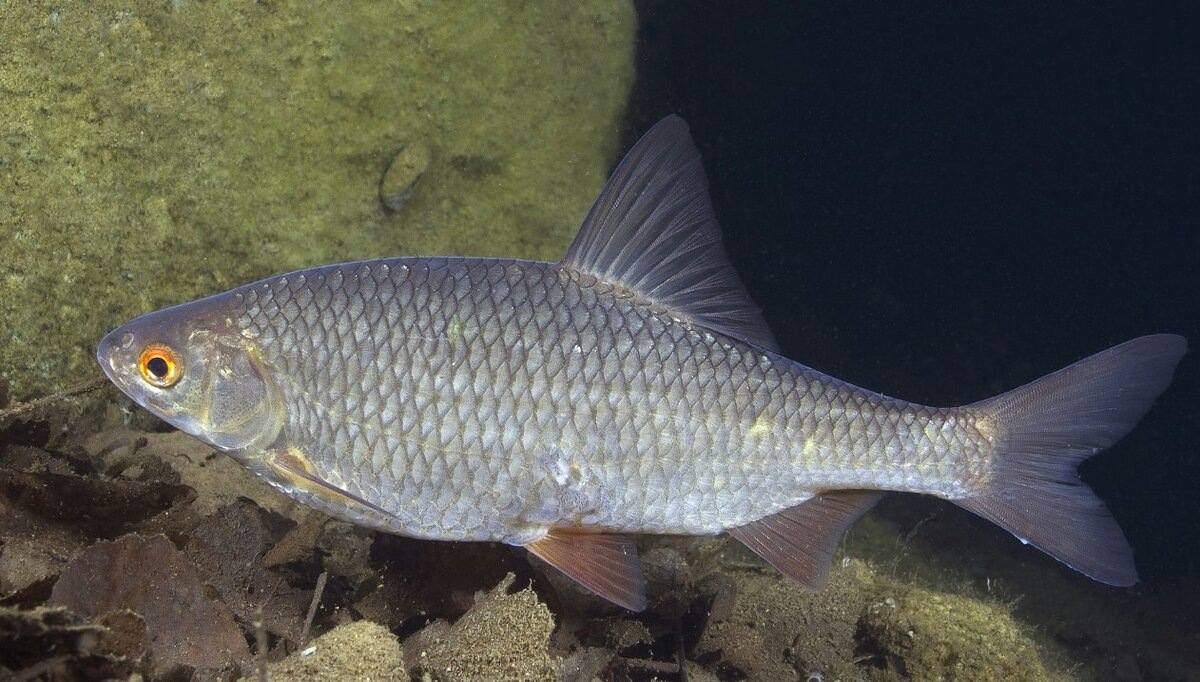 Вобла. Фото с просторов интернета 