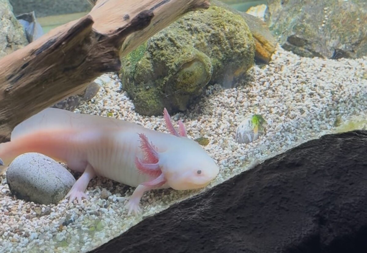 Мне удалось увидеть аксолотля в океанариуме Екатеринбурга 