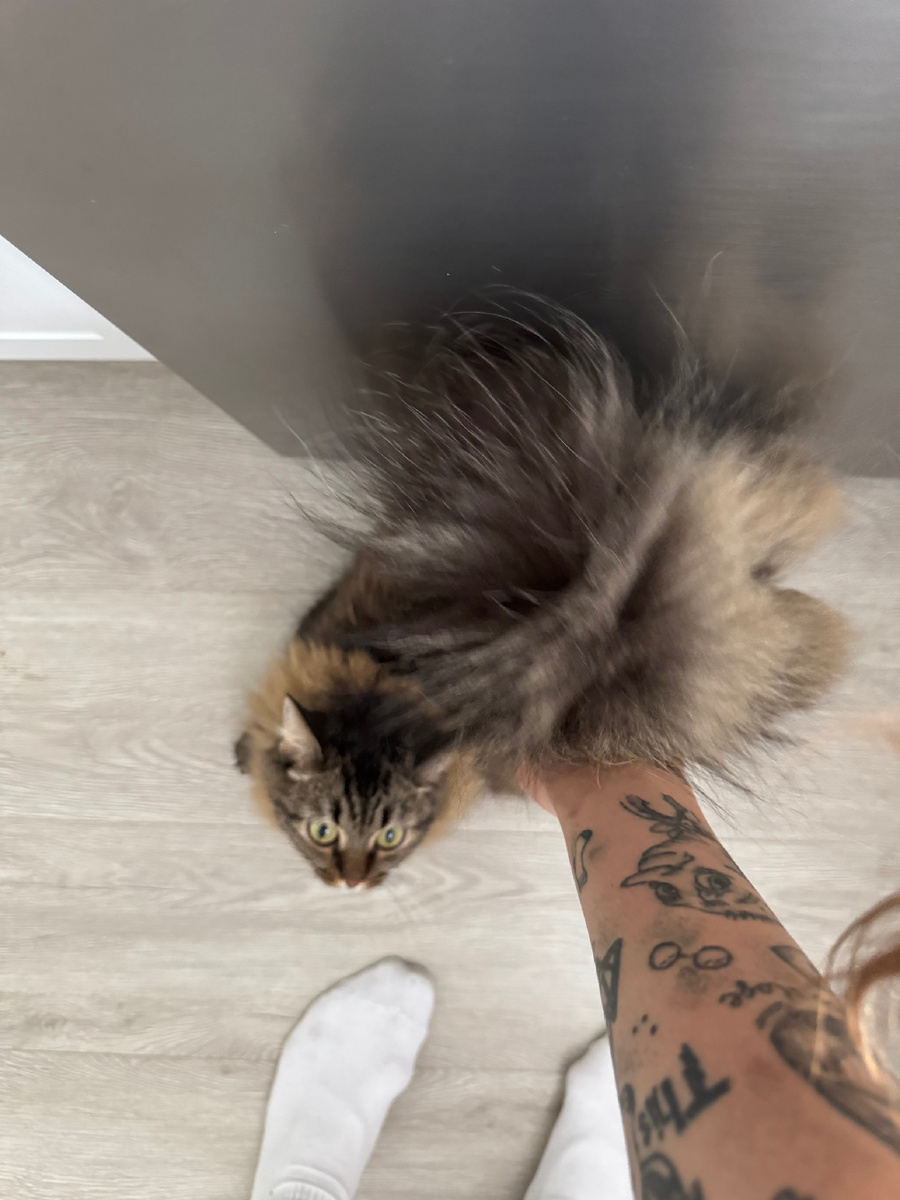 Ручная Анфиса 😻