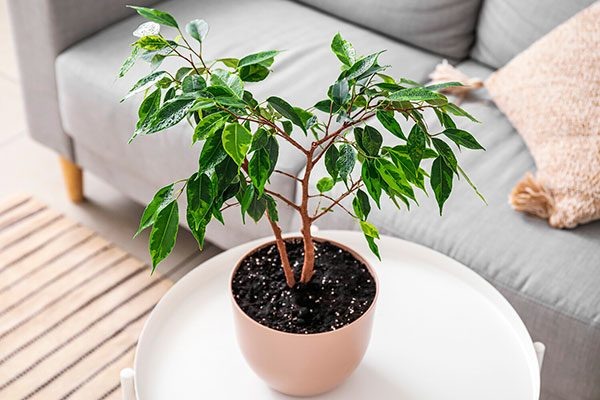 Правила выращивания фикуса Бенджамина и разнообразие сортов