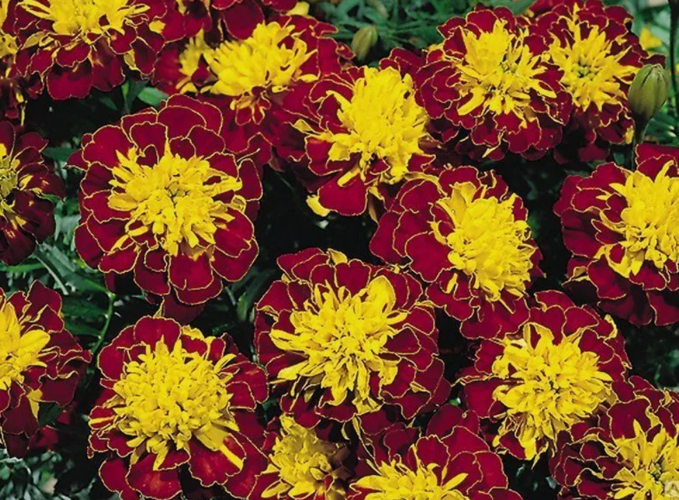 Они обладают уникальными фитонцидными свойствами, 