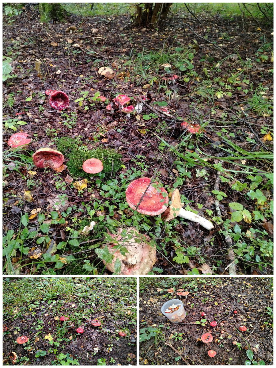 Поляны с красными сыроежками