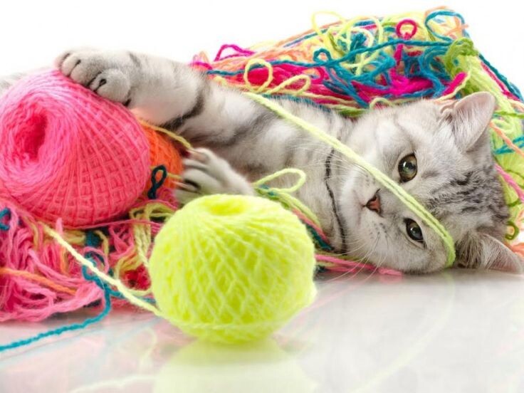 Вот честно, чувствуешь себя хуже этого котёнка! Он только в ниточках путается, а у меня и ткани, и шерсть, и многое-многое другое)))  (фото яндекс)
