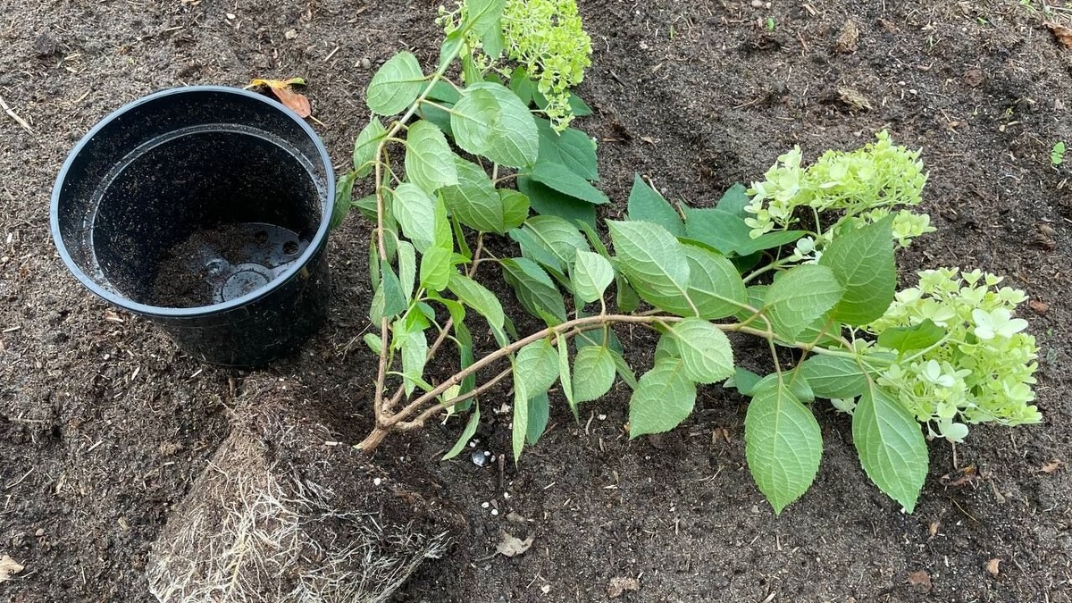  маленьком объеме земли саженцы будут хилыми и хлорозными