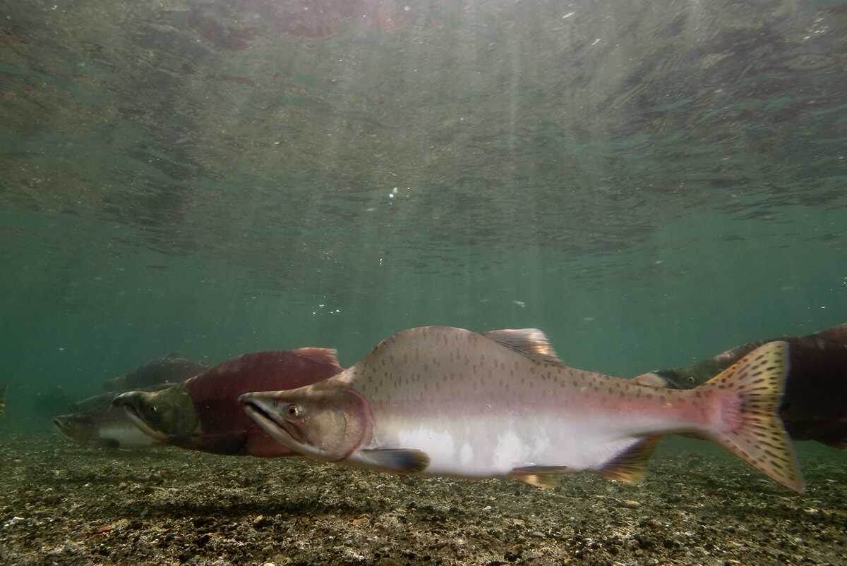 Изображение: flickr.com