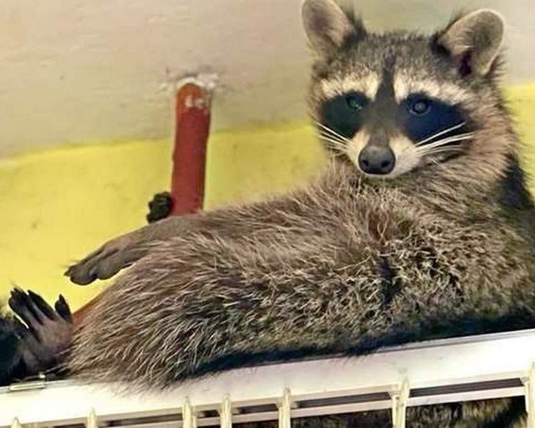     В Курске спасатели обнаружили енота