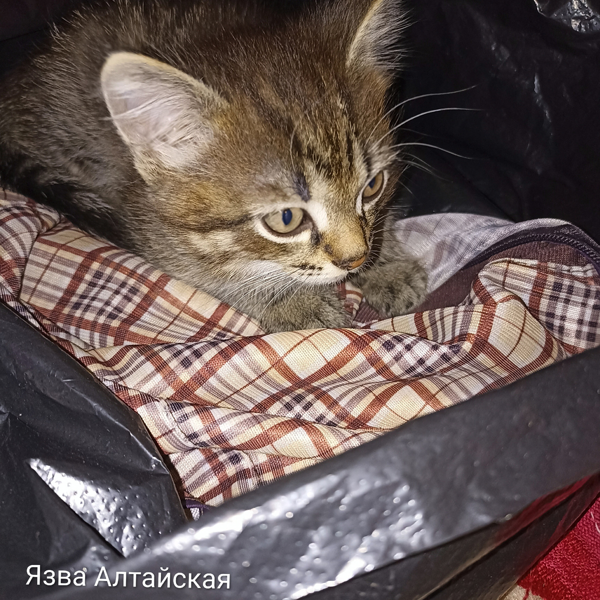 Беззаботный кот Вовчик, который только что проснулся. 