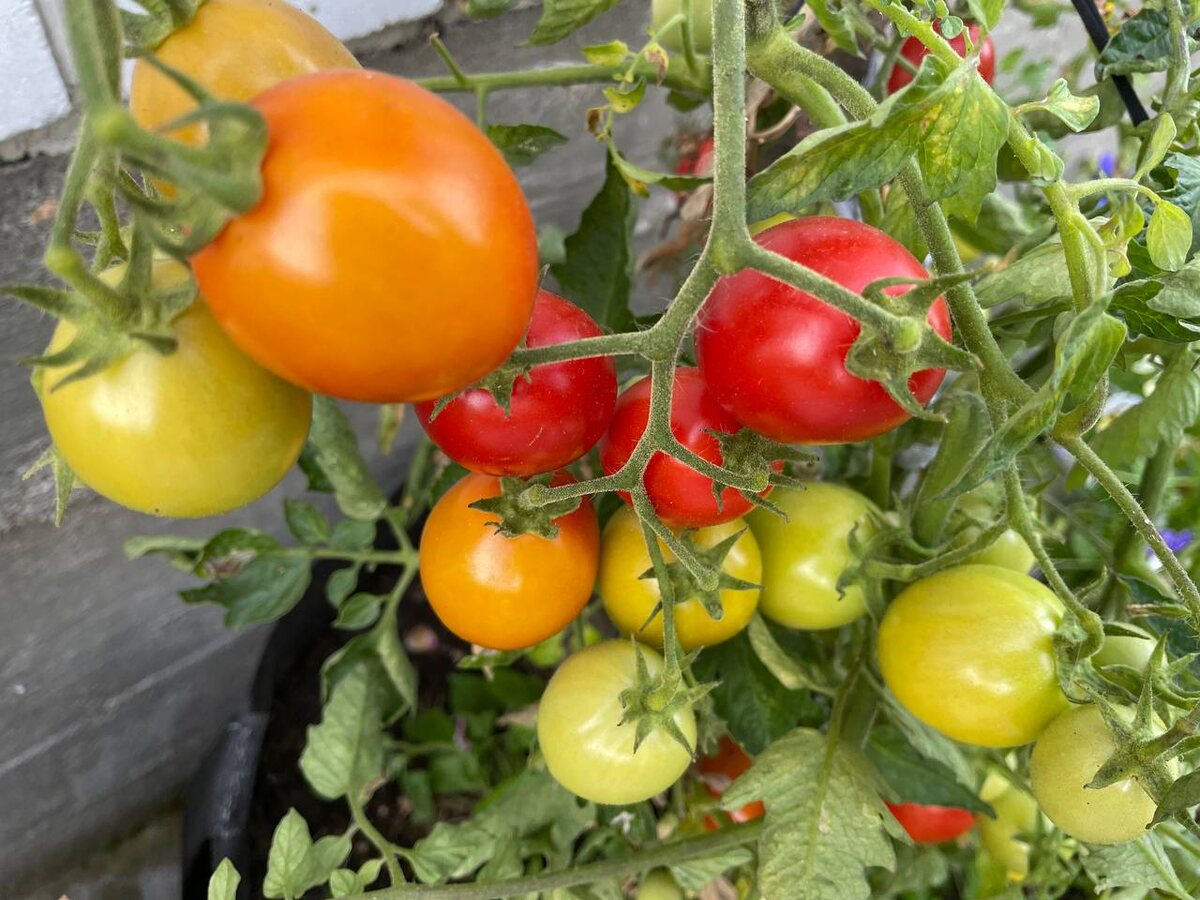 Помидоры без обработки. Фото автора