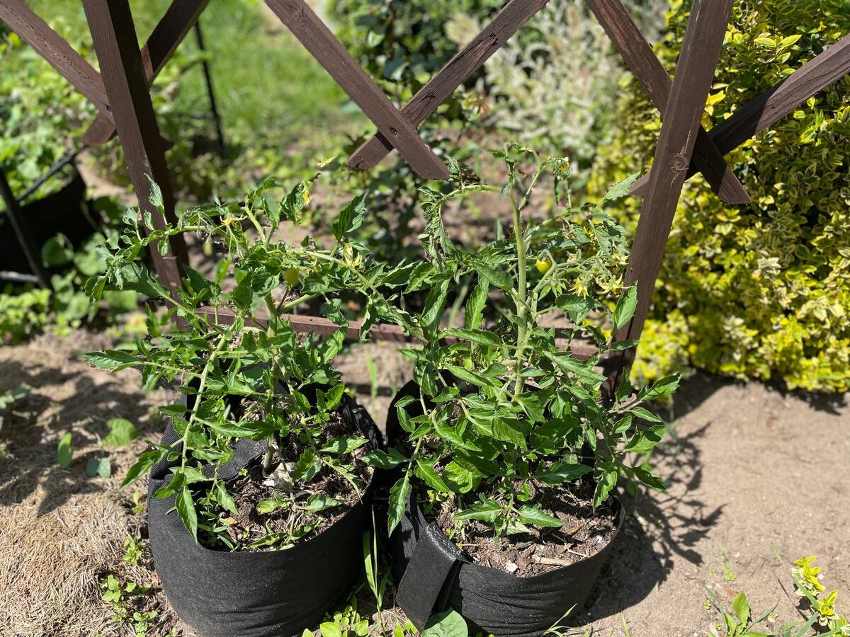 Томаты в мешках, 22.06.25. Фото автора