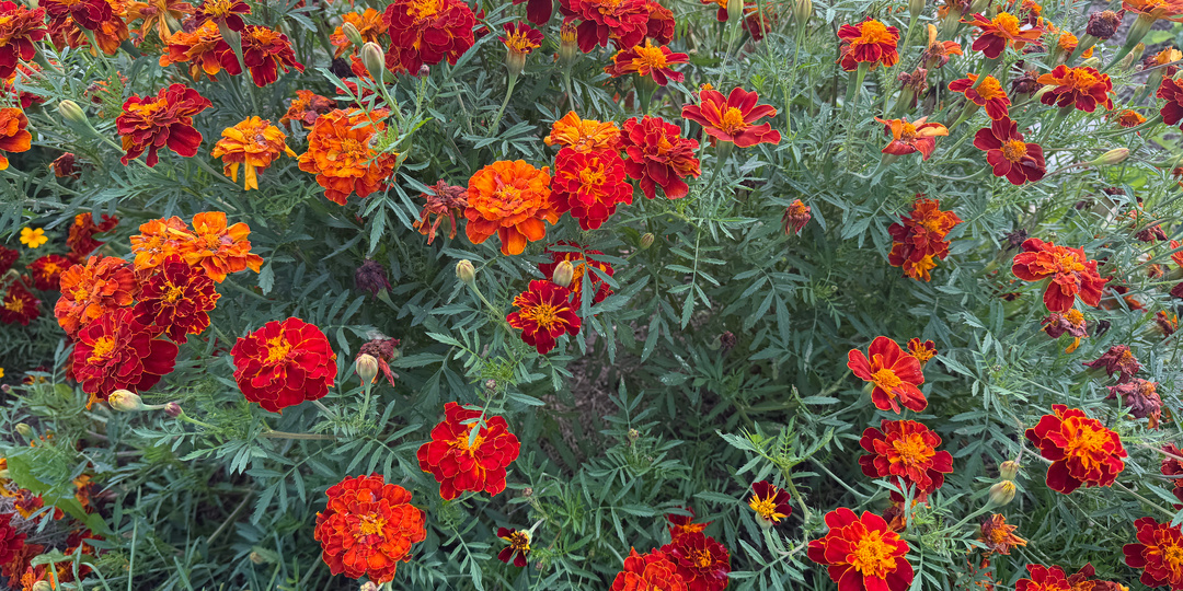 Никогда не сажайте бархатцы на своем огороде. 7 причин, о которых не знает большинство огородников