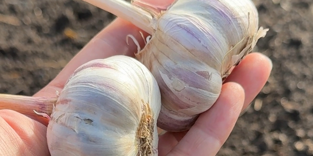 Главный секрет посадки озимого чеснока. Будет крупный и без вредителей