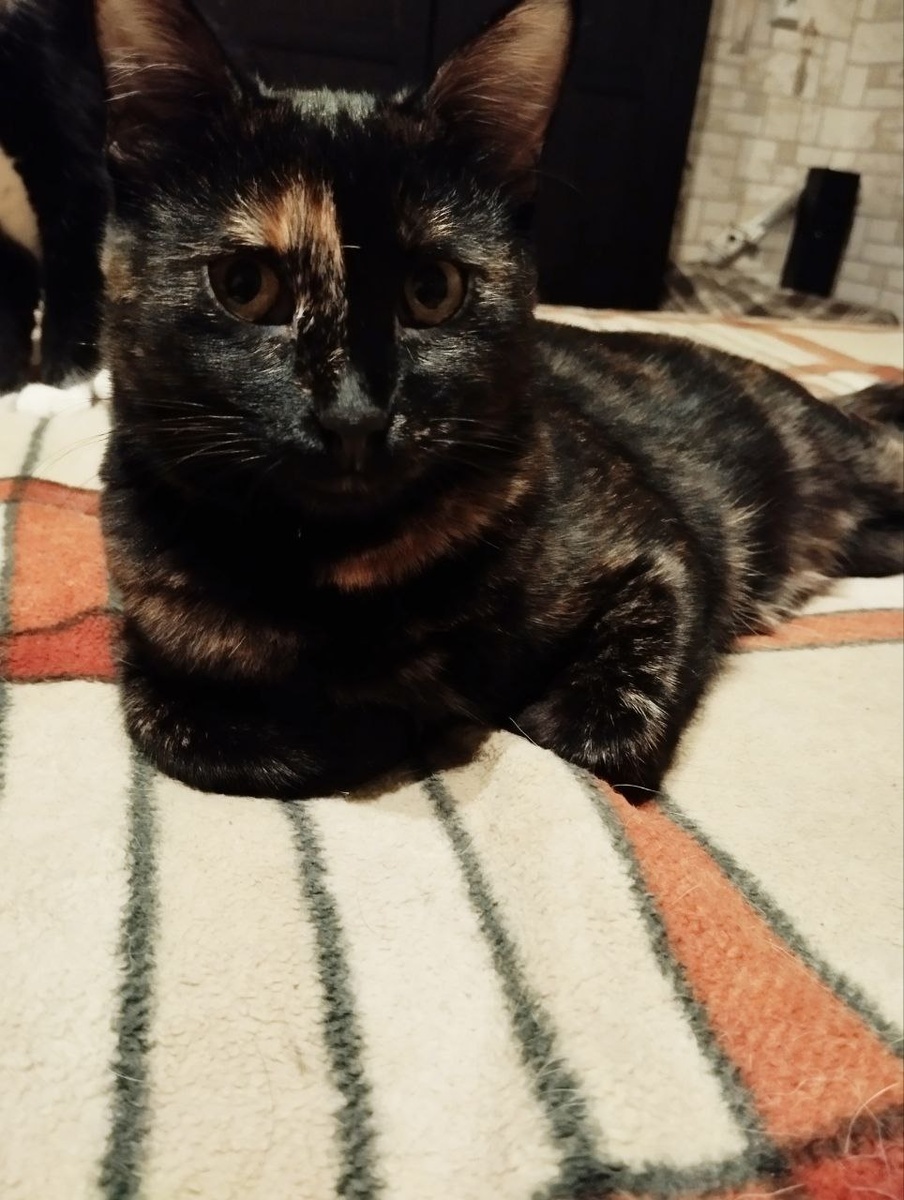 Подросла. Шерсть совсем другая стала!