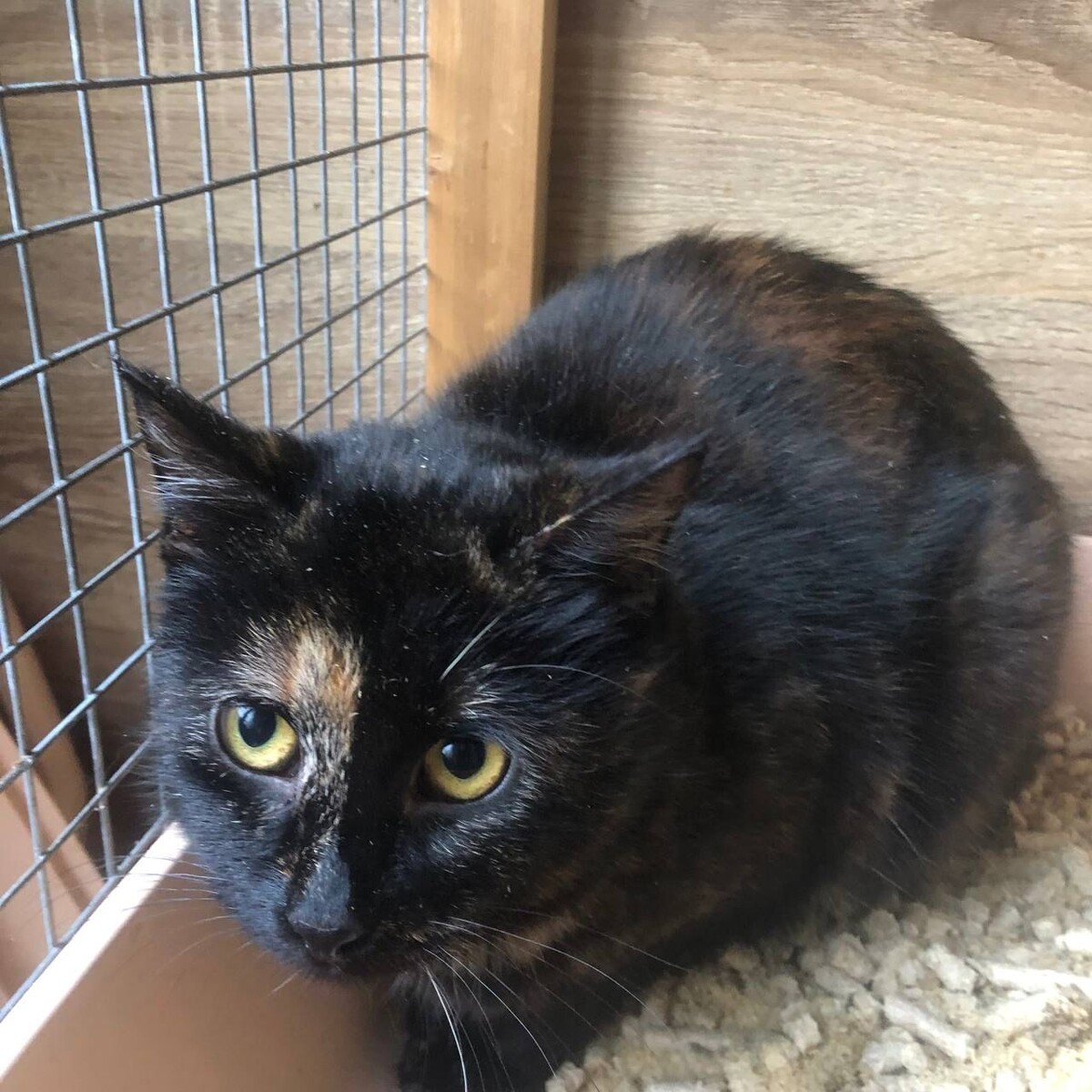 Сразу после отлова