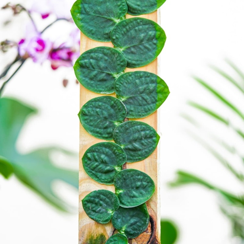 Источник -https://exotiks.ru/catalog/dekorativno-listvennye-rasteniya/drugie-dekorativno-listvennye/rafidofora-tselatokaulis-rhaphidophora-celatocaulis-d14sm/#gallery-1