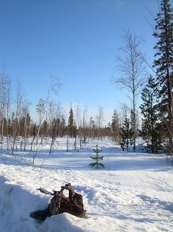 Фотографии Татьяны Немшановой. Май месяц в тайге Крайнего Севера ХМАО Югра Зауралье Приполярный Урал Таёжное редколесье.