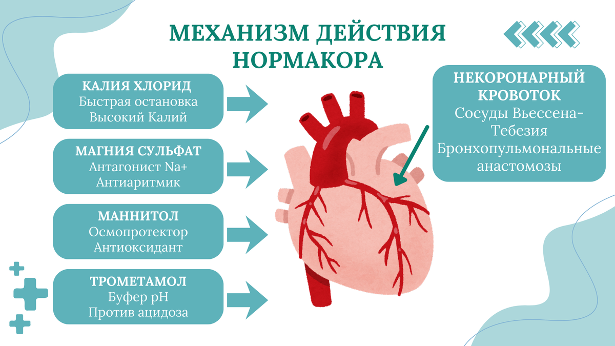 Нормакор блокирует все патогенетические звенья развития ишемии, за счет этого сердце хорошо переносит пережатие аорты
