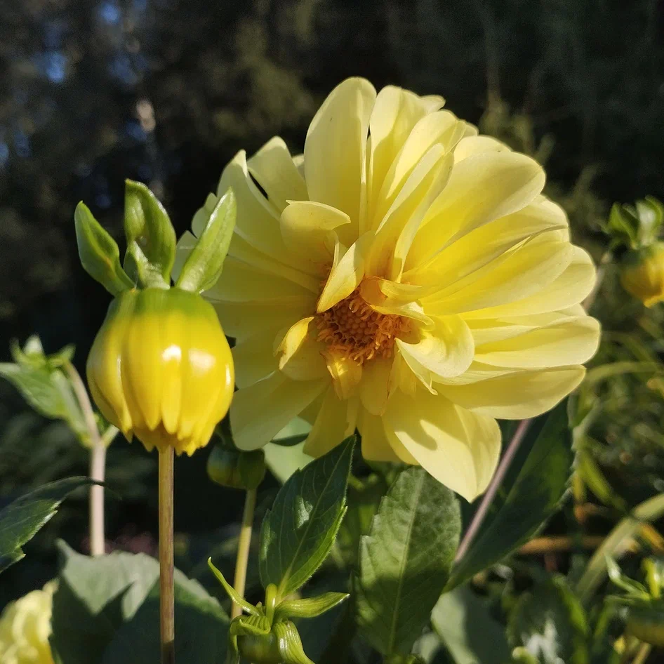 Георгин из семян