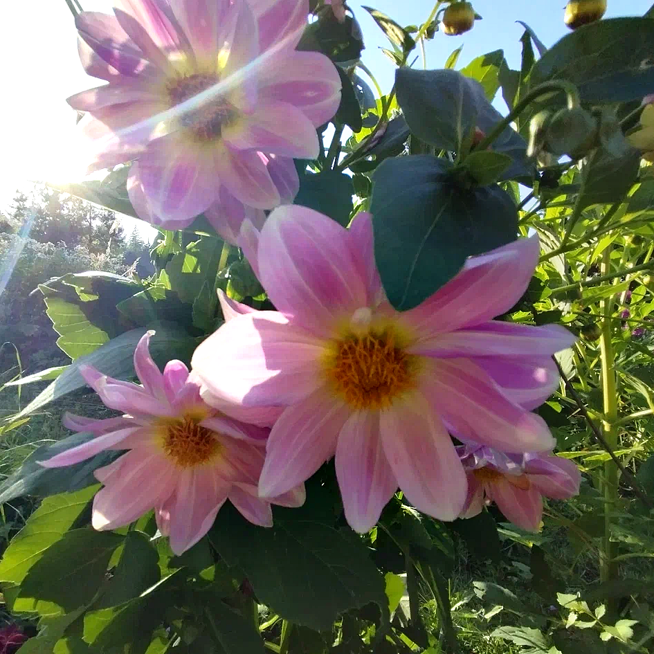 Георгин из семян, этот буду пытаться сохранить